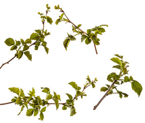 raspberry bush with young green leaves. isolated on white
