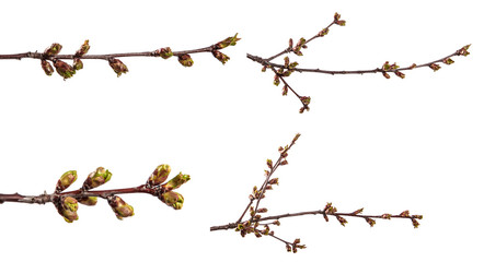 branch of cherry tree with swollen buds blooming. isolated on white