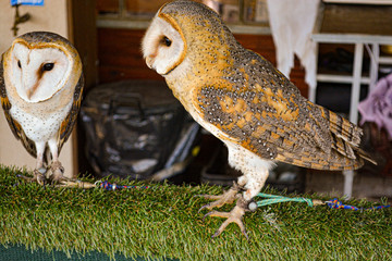 Owl sitting on grass in a bird sanctuary in South Africa