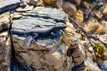Stones of the Cape Point , South Africa