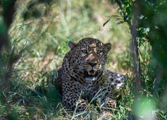 Leopard taking shelter from the afternoon heat  inside a tthick bush seen at Masai Mara Game Reserve,Kenya,Africa