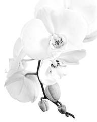 Close-up of a white phalaenopsis orchid in black and white - obrazy, fototapety, plakaty