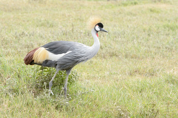 Grey crowned crane (Balearica regulorum) on savanna, Ngorongoro crater national park, Tanzania.