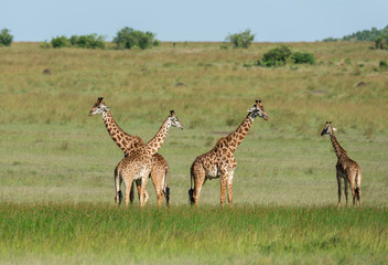 Giraffes lined up in tall grass at Masai Mara Game Reserve,Kenya,Africa