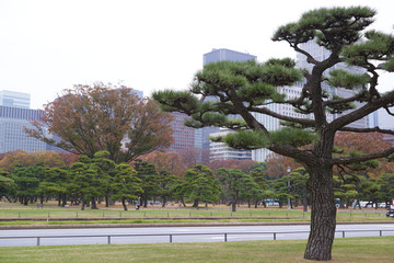 Imperial Palace Outer Garden