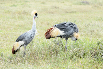 Two Grey crowned crane (Balearica regulorum) foraging on savanna, Ngorongoro crater national park, Tanzania.