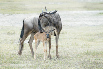 Obraz na płótnie Canvas Blue Wildebeest (Connochaetes taurinus) female with newborn calf, Ngorongoro crater national park, Tanzania.