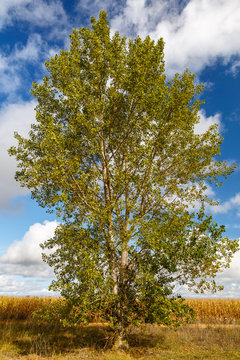 Porte de un chopo negro a principios del otoño con campo de maíces y cielo azul con nubes de fondo. Populus nigra.