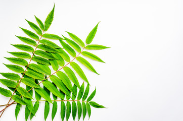 Bright green ailanthus leaves on a white background. Spring or summer abstract background. Flat lay, top view. Copy space