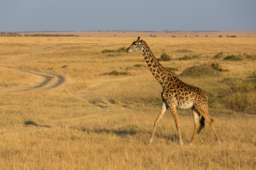 Giraffe walking in a morning light at Masai Mara Game Reserve,Kenya,Africa