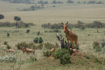 Heartebeest standing ona mount  at Masai Mara Game Reserve,Kenya,Africa