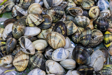 Clam Fish sold at the market