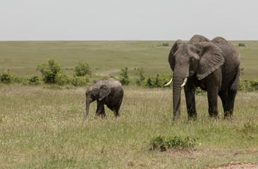 Naklejka na ściany i meble Elephant Mother and baby at Masai Mara Game Reserve,Kenya,Africa