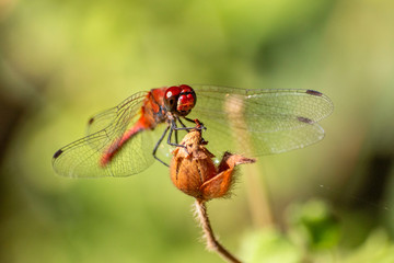 Macro photo of a dragonfly head