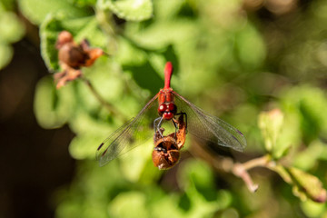 Macro photo of a dragonfly head