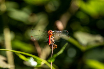 Macro photo of a dragonfly head