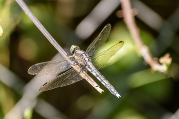 Macro photo of a dragonfly head