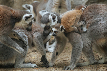 Young funny ring-tailed lemurs in the family © A.Lukin