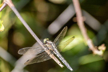 Macro photo of a dragonfly head