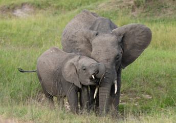 Naklejka na ściany i meble Elephant Mother and baby at Masai Mara Game Reserve,Kenya,Africa