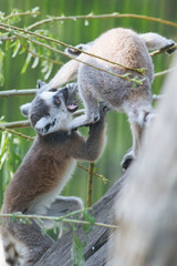 Young funny  ring-tailed lemurs playing