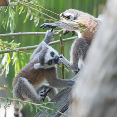 Obraz premium Young funny ring-tailed lemurs playing