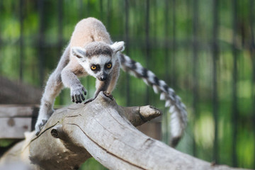 Young funny  ring-tailed lemur