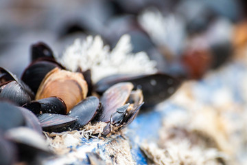 Mussels stuck on rocks by the sea