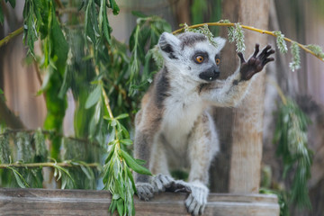 Young funny  ring-tailed lemur