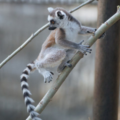 Young funny  ring-tailed lemur © A.Lukin