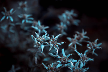 Edelweiss so beautiful