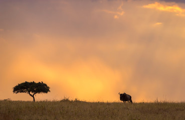 Fototapeta na wymiar Silhoutte of Wildebeest and tree at Masai Mara Game Reserve,Kenya,Africa