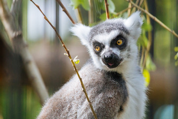 Ring-tailed lemur