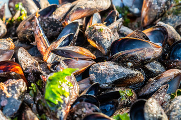 Empty mussel shells