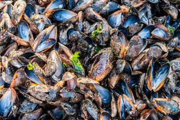 Empty mussel shells