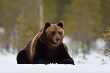 Fototapeta premium Big male brown bear lying on snow early at spring
