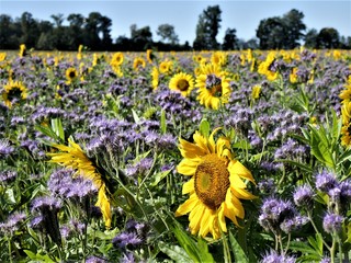 Sonnenblumenfeld