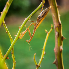 Prying Mantis on rose branch hunting