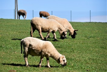 Schafe auf der Weide