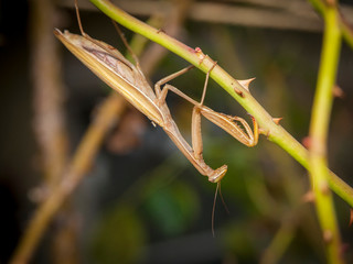 Prying Mantis on rose branch hunting