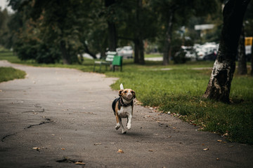 Naklejka na ściany i meble Cute beagle don in the autumn park.
