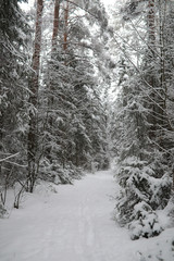 Winter landscape. Forest under the snow. Winter in the park.