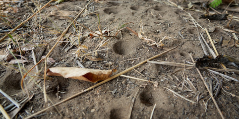 Closeup of many Antlion holes in the sand