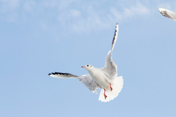 Seagull flying in the blue sky