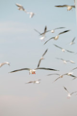 Seagull flying in the blue sky