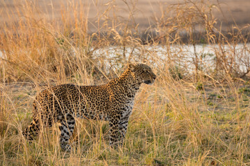 Leopard hidden in the bush prepared for hunting