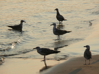 Seagulls on the golden beach with sunset light.
