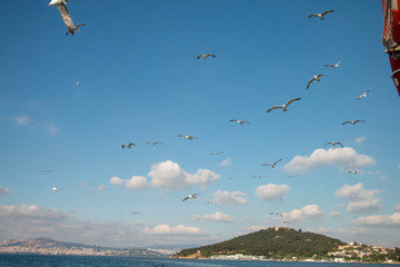 Seagull flying in the blue sky