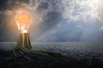 The bulb is growing on a dry tree that is dead on a dry ground. Concept of energy conservation and natural environment  T
