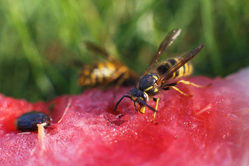 wasp on a watermelon close up on a grass background.  A wasp macro.